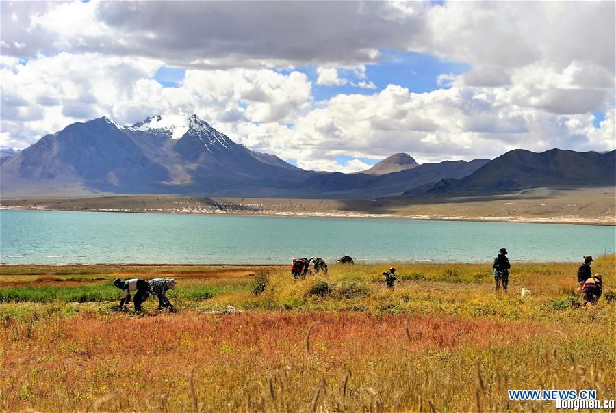 Villagers harvest herbage for cattle in China's Tibet